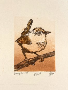 Swamp Wren